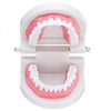 1: 1 modèle dentaire humain dents ouvrir fermer modèle gencive visible dents de démonstration anatomique brosse fil dent