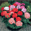 100 Pcs / Sac Rare Geranium Graine Bonsa En Pot Balcon Plantation Saisons Pelargonium Graines De Fleurs En Pot