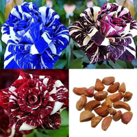 100 PCS Blue Dragon Rose Graines Rare Belle Rayure Rose Bush Plant Garden