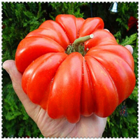 100 PCS Géant Des Plantes De La Tomate Des Graines Des Plantes Héritage Organiques Des Légumes Des Graines Une Plante Vi