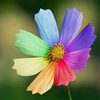 100 Pcs Heptachromic Rainbow Fleur Graines Bureau Plantes En Pot Bonsai Plantes Plantes Ornementales