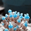 100 PCS Monilaria Obconica Graines De Forme De Lapin Bonsa Graines De Plantes Succulentes Maison Blue Bunny Charnu