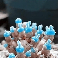 100 PCS Monilaria Obconica Graines De Forme De Lapin Bonsa Graines De Plantes Succulentes Maison Blue Bunny Charnu