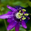 100 PCS Passion Graines Vigne Fruits Passiflora Bonsa Graines Maison Jardin