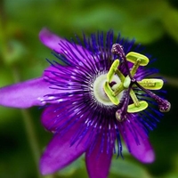 100 PCS Passion Graines Vigne Fruits Passiflora Bonsa Graines Maison Jardin