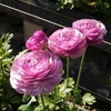 100 PCS Ranunculus Flower Graines Bonsa Graines de Renoncule Persique