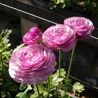 100 PCS Ranunculus Flower Graines Bonsa Graines de Renoncule Persique