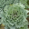100pcs bleu nain recroquevillé jardin de semences chou semences de légumes organiques