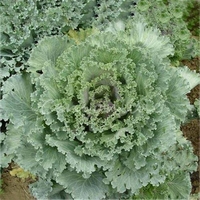 100pcs bleu nain recroquevillé jardin de semences chou semences de légumes organiques