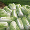 100pcs Chou Chinois Délicieux Graines de Chou Nutrition Légumes Vertes Graines Bonsa Plantes de Jardin