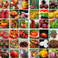 1500 Pcs Egrow 30 Variétés Graines De Fruits Mélangés Graines Darbres Fruitiers Organiques Doux Fruits Confits Inté