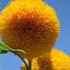 15Pcs Teddy Bear Graines de Tournesol Jardin Familial Semi Nain Helianthus Jardin Graine de Fleur Belle