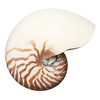 17-19cm Naturel Conque SeaShell Tigre Chambered Fish Tank Décorations pour la maison