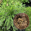 1pcs plantes de résurrection hydrophile rose de Jéricho plante de dinosaure air fougère fougère mousse