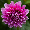 20Pcs Da hlia Graines De Fleurs Plantes Colorées Da hlia pinnata Cav Bonsai pour bricolage Jardin domestique