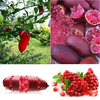 20pcs glace rose doigt fruits graines de citron vert plante rare maison jardin balcon