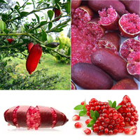 20pcs glace rose doigt fruits graines de citron vert plante rare maison jardin balcon
