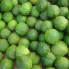 20Pcs graines de citron Citrus Aurantifolia graines de fruits biologiques Lemon Tree Bonsai pour jardin