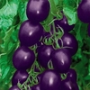 20Pcs Graines de Tomates Violettes Tomates Cerise Balcon Bonsa Organique Fruits Cerise Graines de Jardin