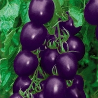 20Pcs Graines de Tomates Violettes Tomates Cerise Balcon Bonsa Organique Fruits Cerise Graines de Jardin