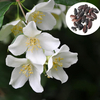 20pcs jardin fleur blanche mock orange plante incanus graines philadelphus