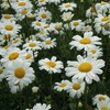 20pcs jardin maison plantation chrysanthème graines de cinerariifolium