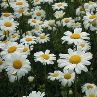 20pcs jardin maison plantation chrysanthème graines de cinerariifolium