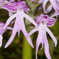 20pcs nu mâle orchidée jardin magique graines orchis italica Home Office plantes en pot