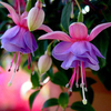 30 PCS Fuchsia Hybrida Voss Graines En Pot De Plantes Ornementales Jardin Bonsa 