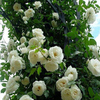 30pcs / sac blanc rose fleurs graines descalade rose pour la maison jardin vampire rose fleurs arrière-cour arbre à