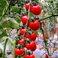 30pcs Cerises Britanniques Graines de Tomate Plantes de Jardin