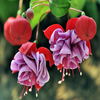30PCS Chinois Enkianthus Graines En Pot Chinois Enkianthus Jardin De Fleurs Plantes Ornementales