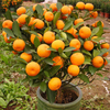 30Pcs Fruit Comestible Bonsai Mandarin Semences d