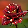 30pcs Graines de Rose de Pluie Météorique Graines Abracadabra Fleur Bonsa bricolage Décor de Jardin