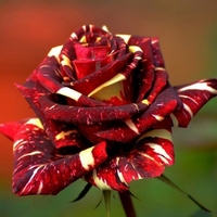 30pcs Graines de Rose de Pluie Météorique Graines Abracadabra Fleur Bonsa bricolage Décor de Jardin