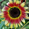 40Pcs Mélange de graines de tournesol de couleur Rare Bonsai Flower Seeds Garden potted Plant