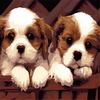 40x50CM sans cadre deux petits chiens toile peinture mignon mur Art décoration de la maison