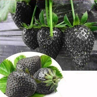500 Pcs Black Strawberry Seeds Graines De Fruits Du Jardin Heirloom Super Strawberry Graines De Jardin Escalade
