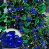 500pcs Fraise Bleue Rares Fruits Légumes Semences Bonsa Comestibles Jardin Escalade Plante