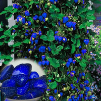 500pcs Fraise Bleue Rares Fruits Légumes Semences Bonsa Comestibles Jardin Escalade Plante