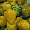 500pcs graines de fraises jaunes graines de jardin graines de fruits