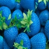 500pcs graines de fraises vertes graines de fruits graines de jardin