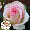 50pcs blanc rose rose graines jardin potager diy déc