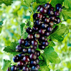 50pcs Egrow graines de fruits de cassis rare Ribes Nigrum comestible jardin bonsa 