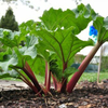50Pcs Egrow Graines de rhubarde Graines de rhubarbe Victoria Graines organiques pollinisées non OGM