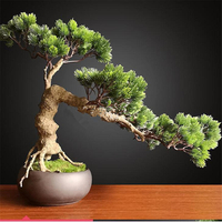 50pcs genévrier Bonsai arbre en pot de fleurs Bureau Bonsai purifier les graines de genévrier de lair