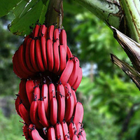 50pcs graines de banane rouges plantes vivaces extérieures en plein air plantes intéressantes goût de lait graines de fr