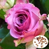 50pcs rose violet rouge graines jardin potager diy déc