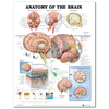 60x80cm Anatomie Du Cerveau Affiche Anatomique Tissu En Soie Graphique Corps Humain Midcal Educational Decor