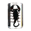 Clair Acrylique Lucite Insecte Specimen Araignée Noir Longhorn Beetle Scorpions Craft Science Jouet